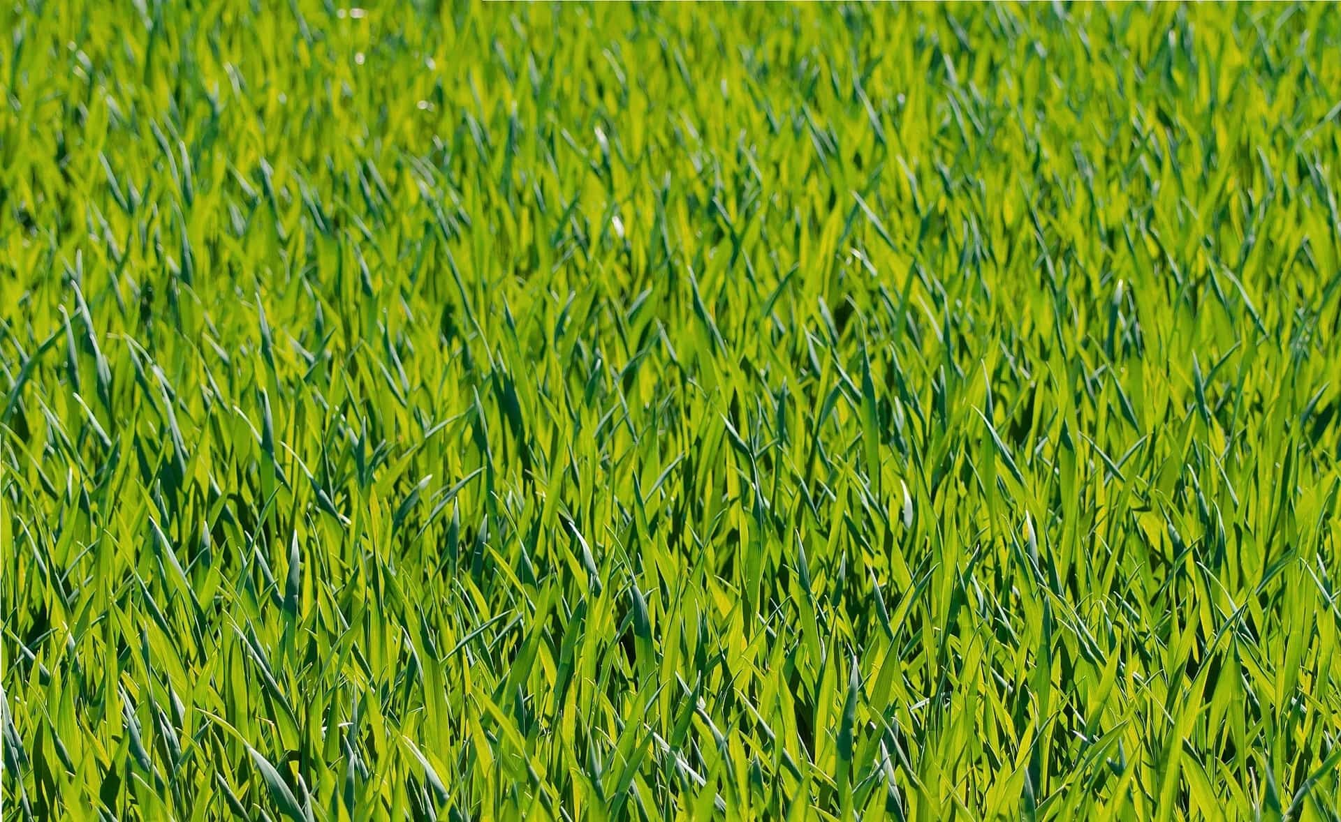 Artifical grass installers near me Tunbridge Wells